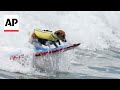 Surfs up for the Jack Russell terrier that loves to surf the waves of Peru