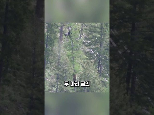 쫓기던 곰, 갑자기 멈췄습니다