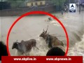 Viral video: Cattle swept away in floods at Mandasaur in MP