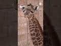 Birth of baby giraffe surprises Houston Zoo  - 00:48 min - News - Video