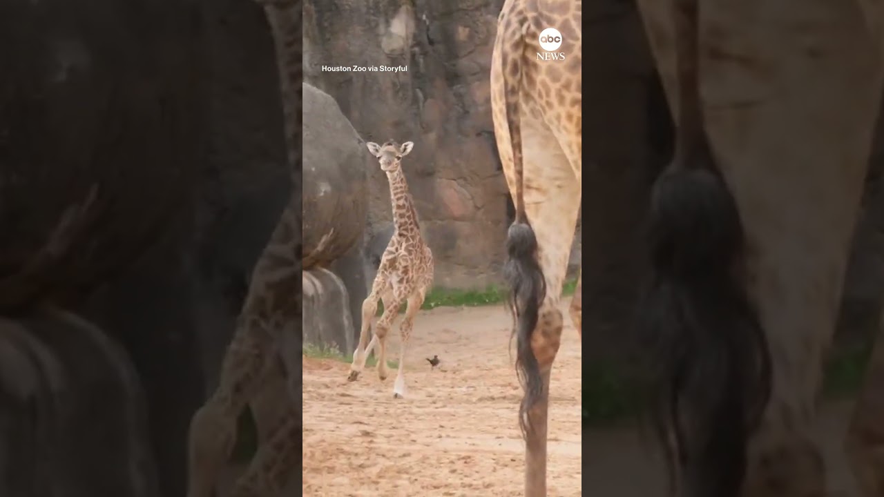 Birth of baby giraffe surprises Houston Zoo