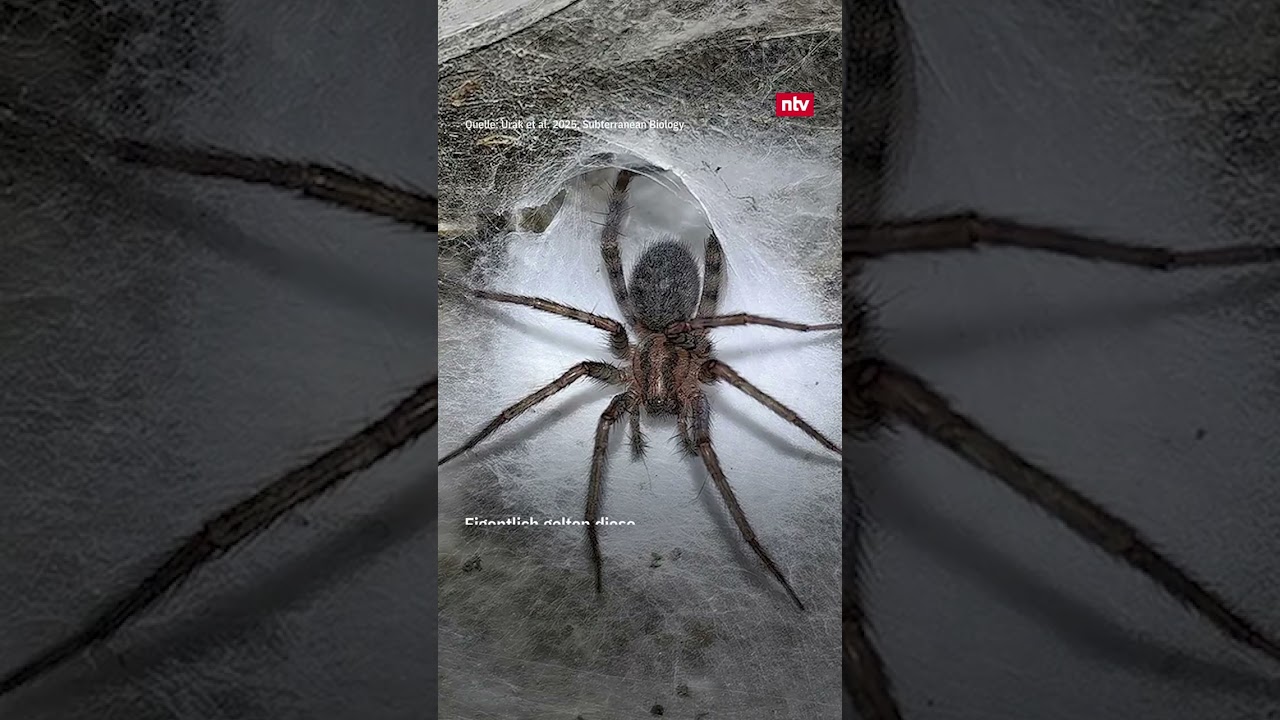Phobie-Albtraum in der Dunkelheit: Größtes Spinnennetz der Welt entdeckt | ntv