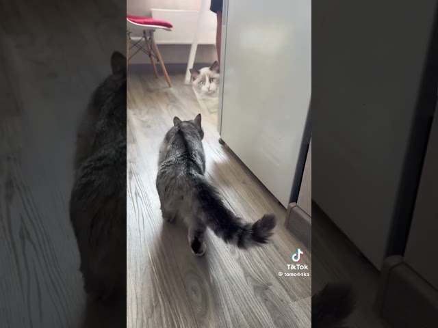 Пранк на кота. Поддержите подпиской😘😍 #cat #веселыекоты #funny #прикольныекоты