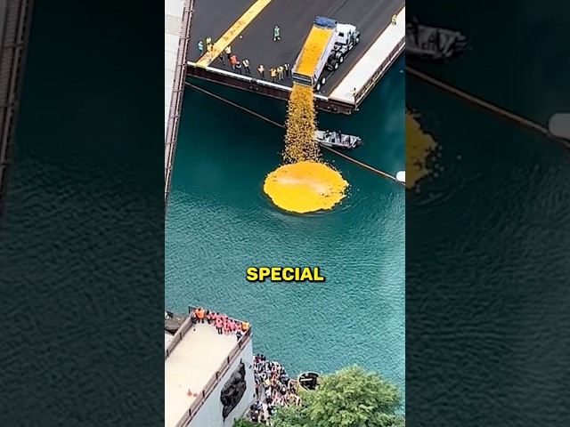 Why Chicago Dumps Thousands of Rubber Ducks Into The River
