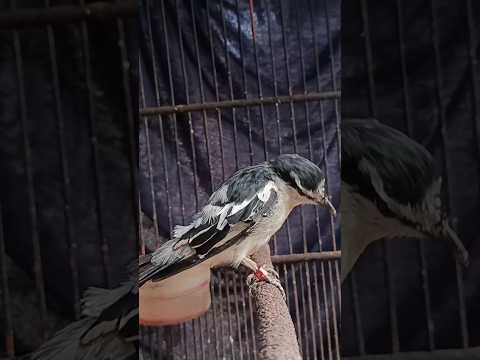 Burung kapasan kemiri√ Kicau sakpore