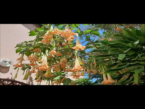 Video der Unterkunft
