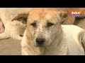 Srinagar dog bites: कश्मीर की सड़कों पर आवारा कुत्तों का आतंक, लोग नगर निगम को ठहरा रहे जिम्मेदार  - 13:51 min - News - Video