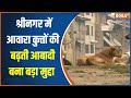 Srinagar dog bites: कश्मीर की सड़कों पर आवारा कुत्तों का आतंक, लोग नगर निगम को ठहरा रहे जिम्मेदार
