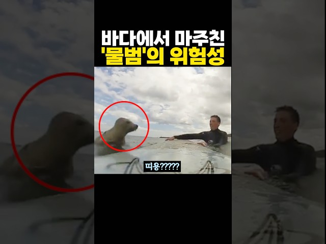 바다에서 우연히 마주친 ‘물범’의 위험성 ㅋㅋㅋ 치명적이다..