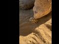 Huge tortoise meets its little baby, video goes viral