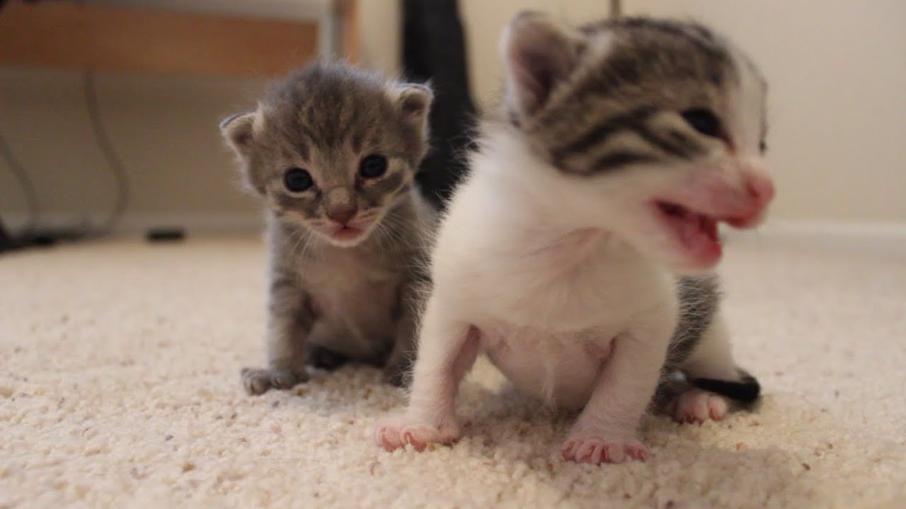 2 Weeks Old Kitten Update YouTube