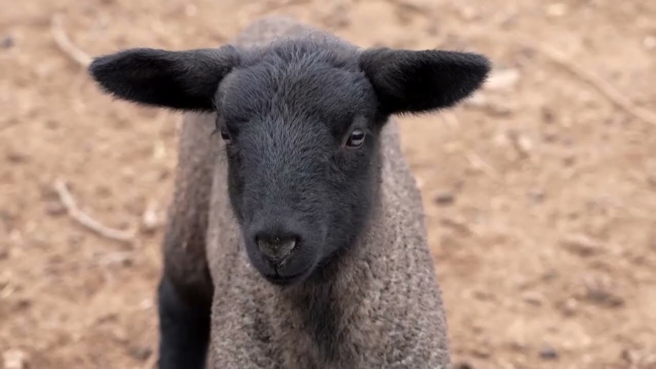 Chilean farmers power their home using sheep poop | REUTERS