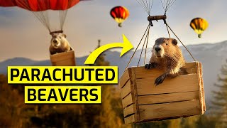 Why they parachuted beavers in America!