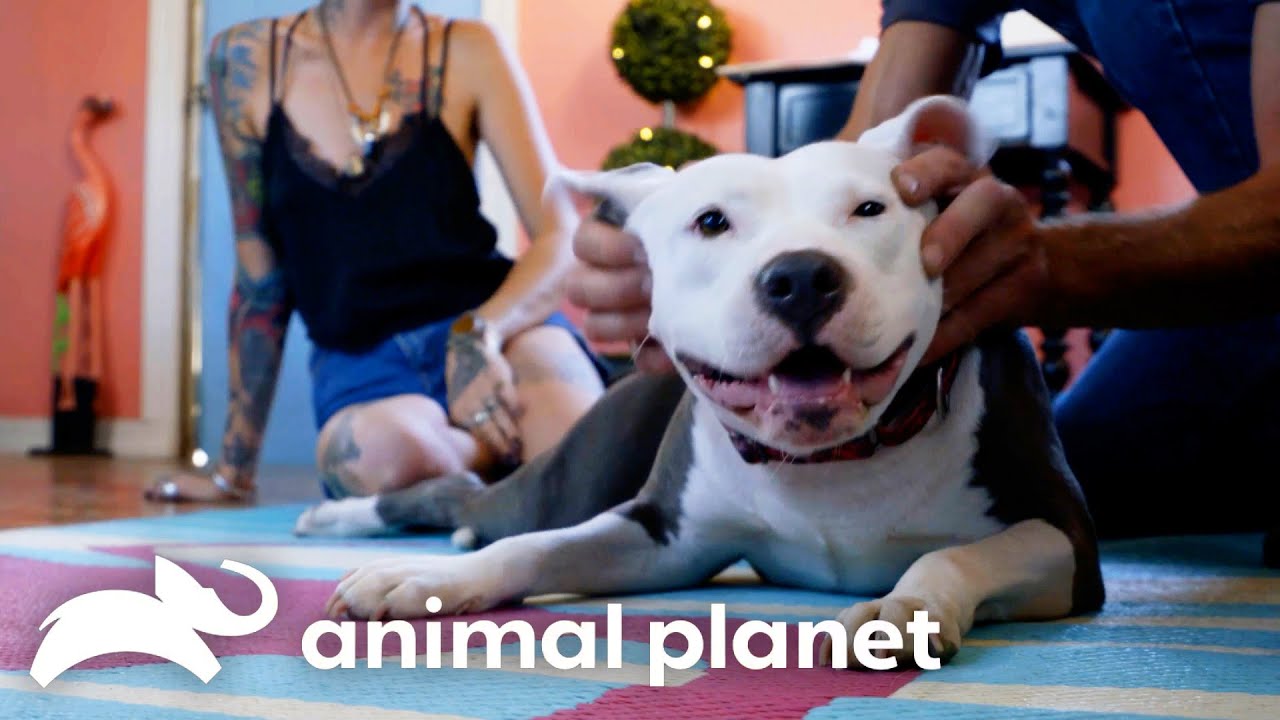 Old Couple Gets Brand New Pitty | Pit Bulls and Parolees | Animal Planet