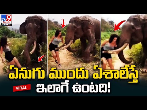 Viral: Woman's attempt to lure wild elephant with bananas goes wrong