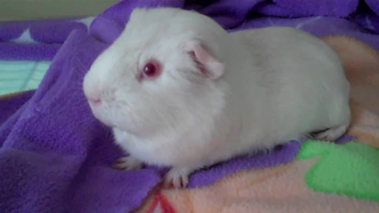 albino-guinea-pig-youtube