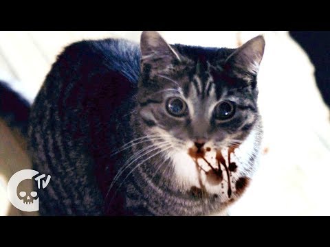 Meow'