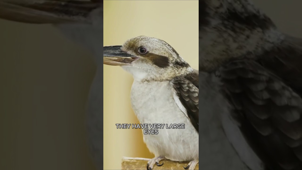 Kingfisher: Death from Above #Animals #Birds #Kingfisher #Shorts
