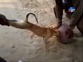 FUNNY: Dog's head stuck in earthen pot, two men pull it out