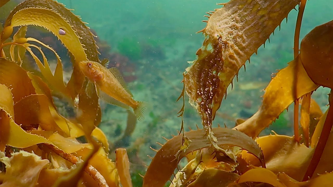 Unwind In Serene Underwater Worlds | The Wild Place | BBC Earth