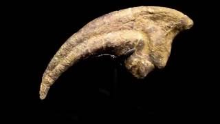 allosaurus claw for sale