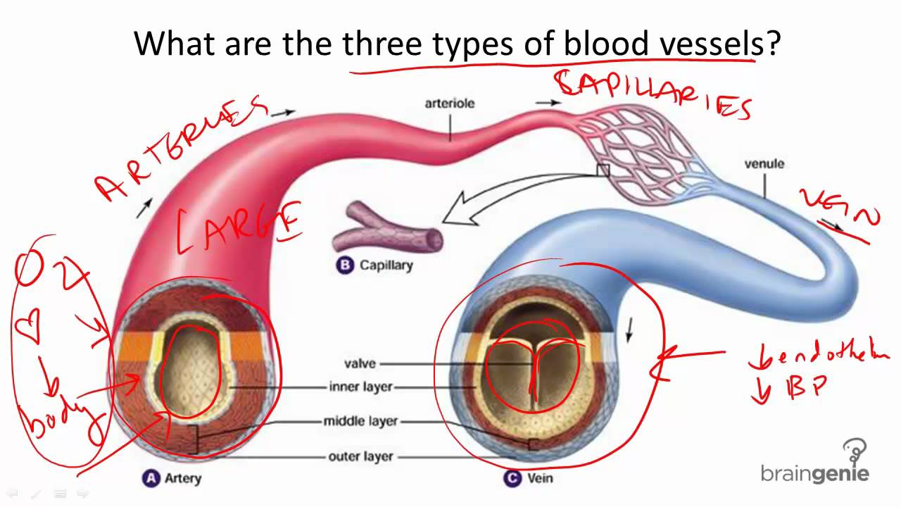 8 7 2 Blood Vessel Structure And Function YouTube