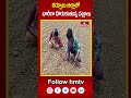 కర్నూలు జిల్లాలో భారీగా దొరుకుతున్న వజ్రాలు | Diamonds Hunt In Kurnool District | hmtv  - 00:49 min - News - Video