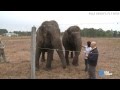 USA Today - Could elephants hold the key to curing cancer?