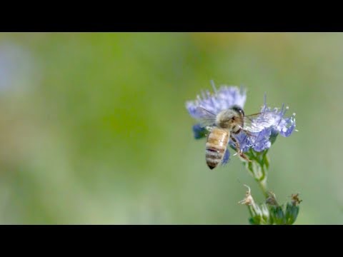 Since 2011, General Mills has invested more than $6 million in protecting and restoring pollinator habitat on U.S. farmland. This video captures some of our flagship work with Xerces Society at the Olam almond orchards in California’s central valley. Since 2011, General Mills has invested more than $6 million in protecting and restoring pollinator habitat on U.S. farmland. This video captures some of our flagship work with Xerces Society at the Olam almond orchards in California’s central valley.