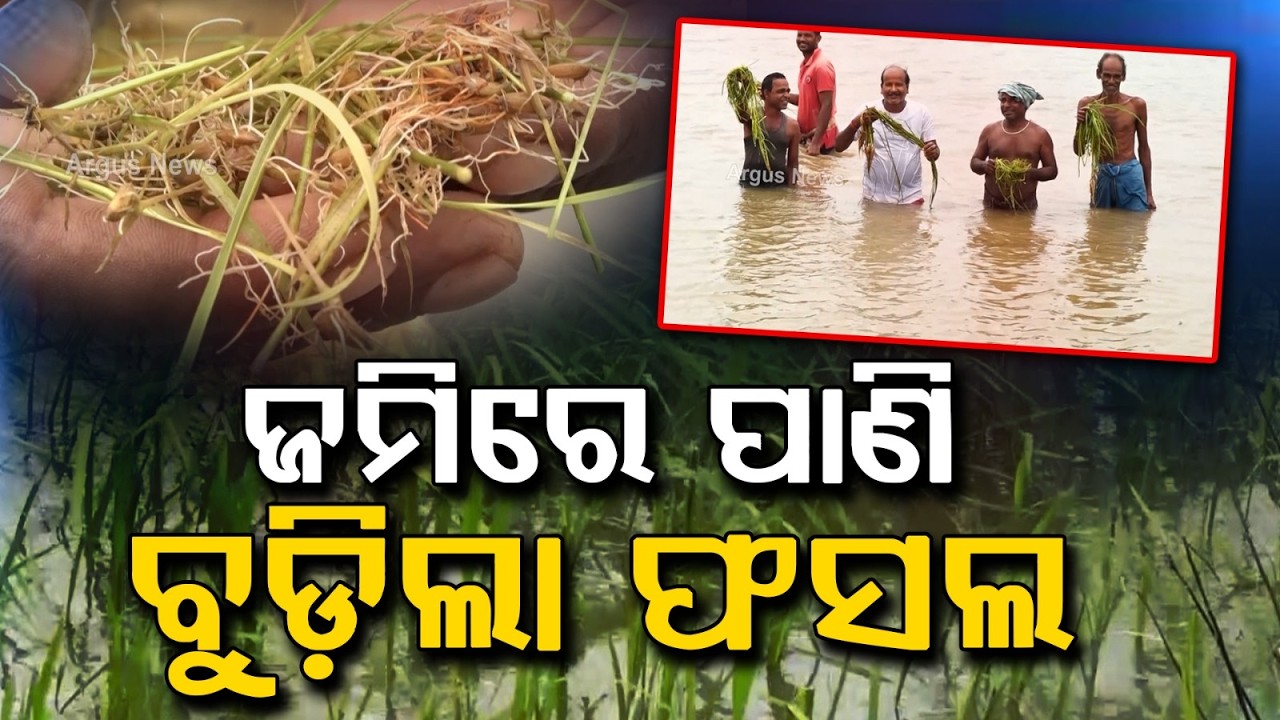 Kendrapara Farmers Distressed As Clogged Canal Submerges Hundreds Of Acres | Argus News