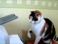 Кошка Vs Принтер