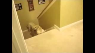 貓與狗教導小貓狗爬樓梯時的差異
