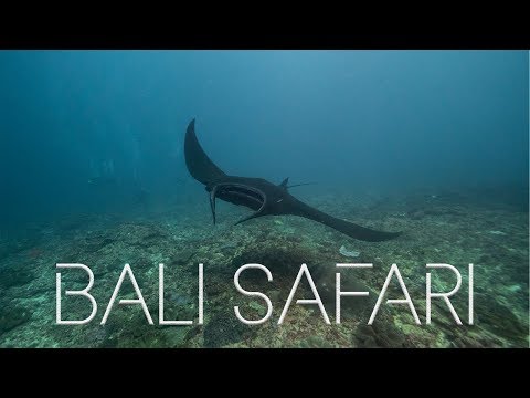 Dive into Adventure: Explore Our Bali Scuba Diving Courses