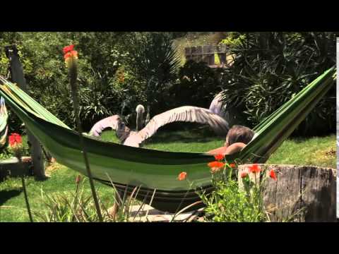 Pelican Dreams'