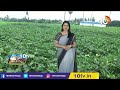 లాభాలు పూయిస్తున్న బెండ సాగు | lady finger cultivation in telugu | 10TV News  - 04:25 min - News - Video