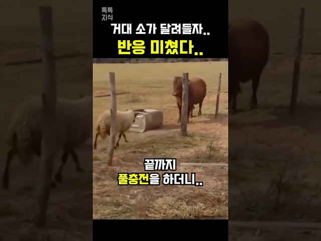 거대 소가 달려들자 뒤로 끝까지 물러나더니…