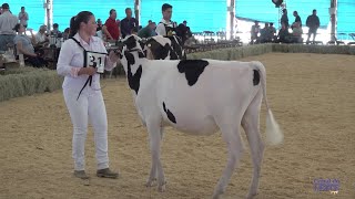 Expojovem Castrolanda 2020 mostra qualidade nos animais Jersey e Holandês da região de Castro-PR