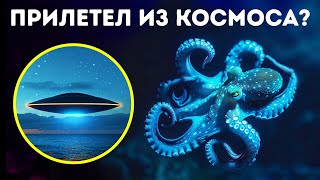 Ученые предполагают, что осьминоги прилетели из космоса