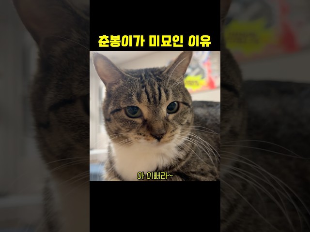 카운터 펀치 맞은 고양이 집사