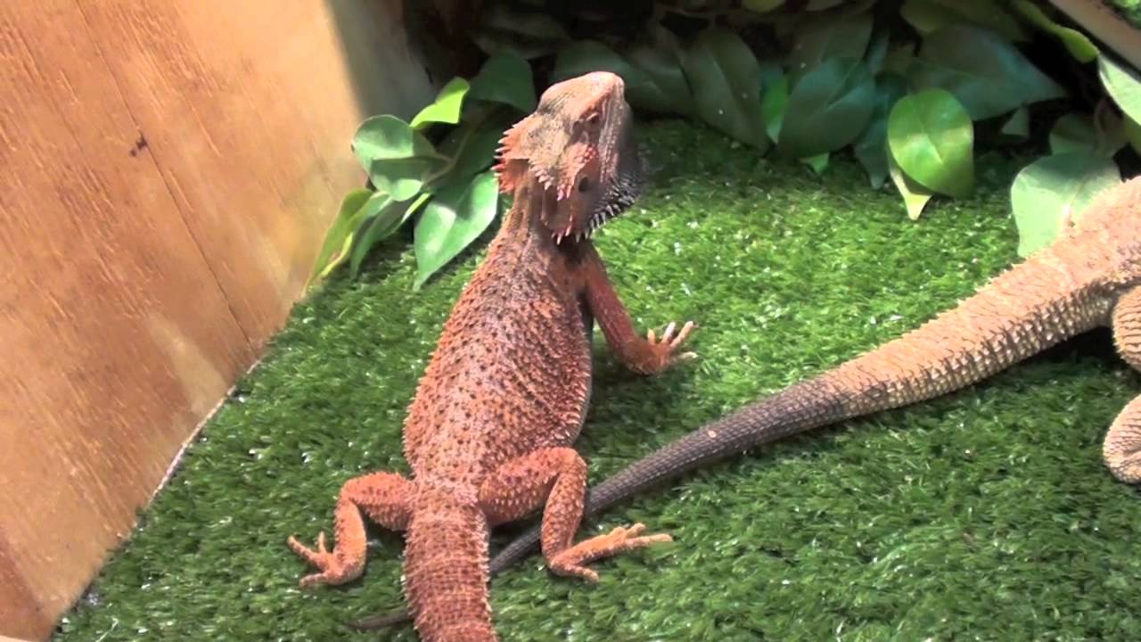 bearded-dragon-is-pregnant-again-youtube