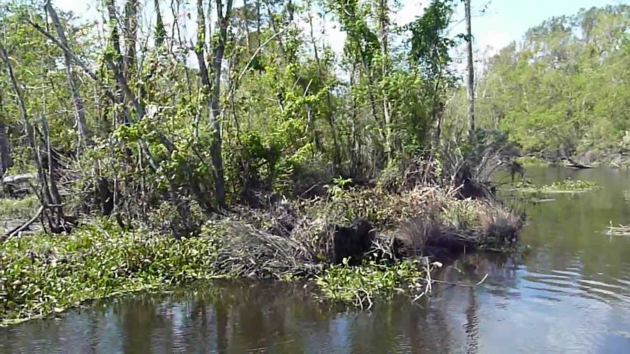 Passing by the cabin @ Manchac Swamp with Cajun Pride Swamp Tours of ...