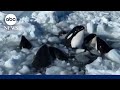 Pod of orcas trapped in ice off the coast of Japan