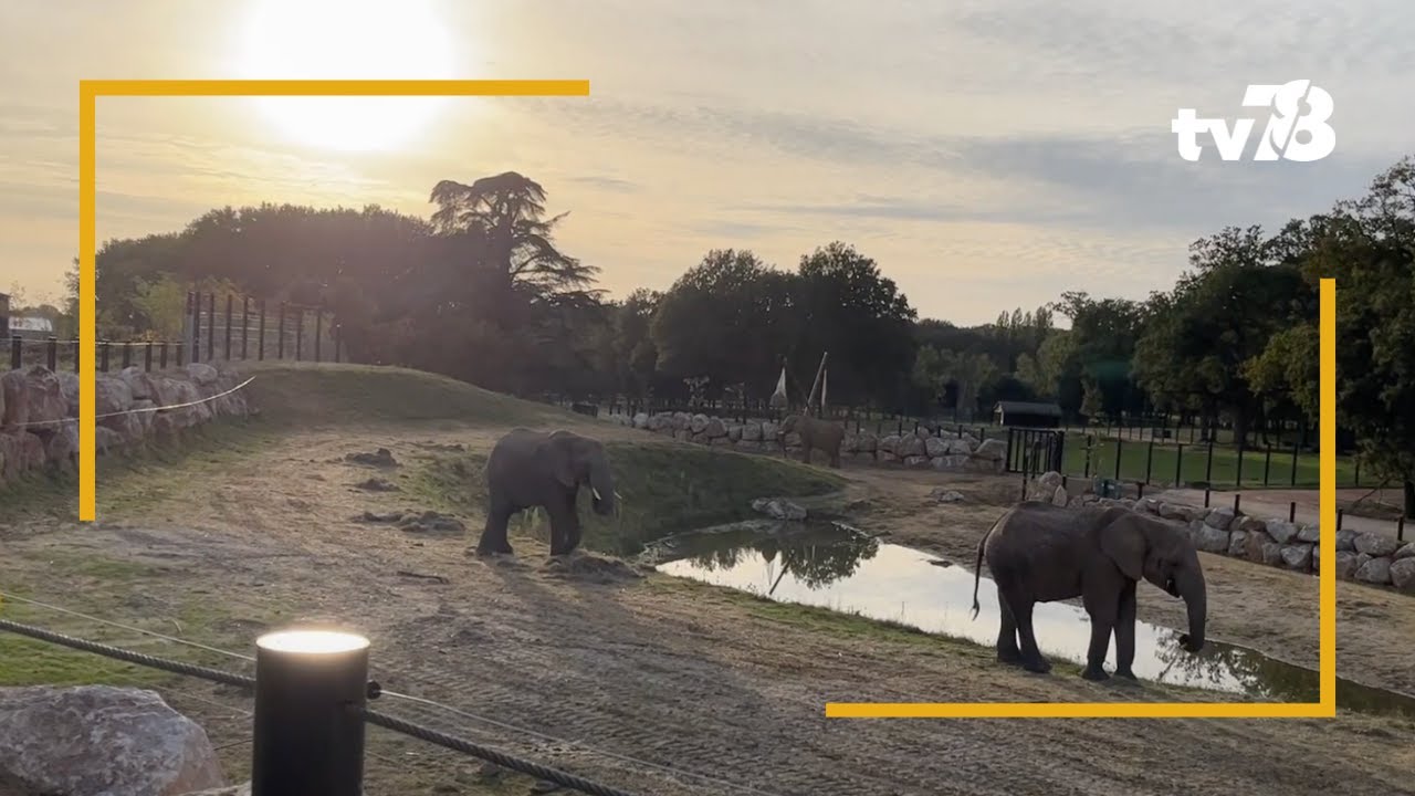 Le ZooSafari de Thoiry propose désormais de dormir au plus près des éléphants !