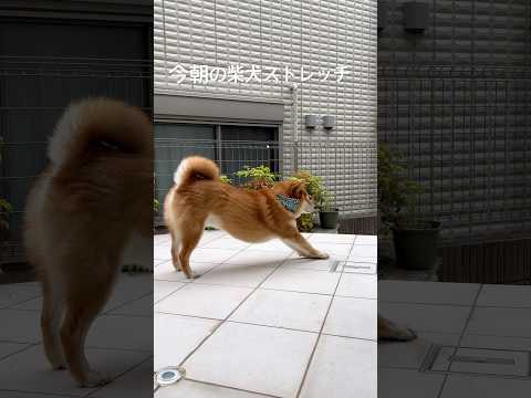 犬の動画サムネイル - 今朝の柴犬ストレッチ #dog #柴犬 #shibadog #shiba #shorts #doggie #stretch #ストレッチ #わんこ #routines #diet #癒し #cute