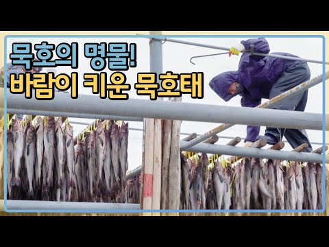 묵호의 명물! 바람이 키운 묵호태  / 로컬라이프혁신가