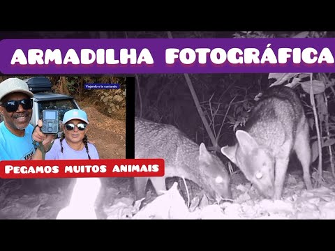 ARMADILHA FOTOGRÁFICA NA MATA