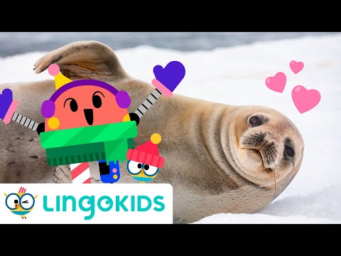 ARCTIC ANIMALS SONG 🐧🎶 Polar animals songs for kids | Lingokids