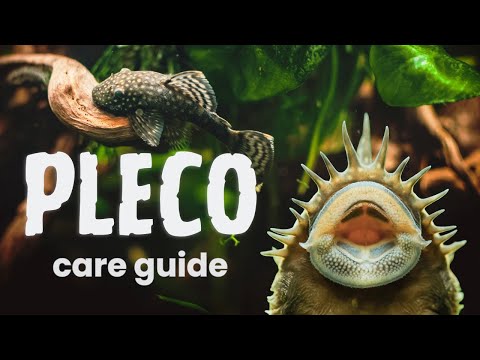 Beginner's Guide to Plecos Interested in caring for a pleco? We've got you covered. This video will guide you through the basic
