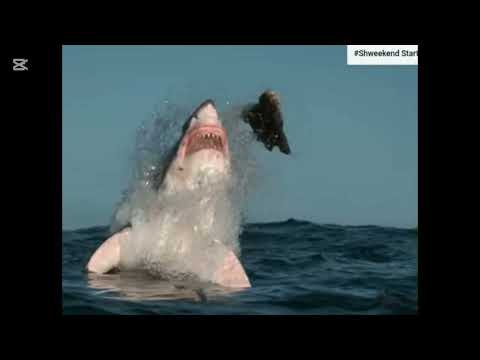 plannet shark (music video)