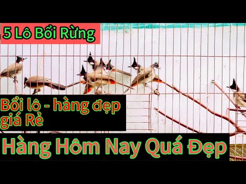 Bổi lô Rừng Đẹp Xuất Sắc . giá sỉ nhiều giá Rẻ. Bao lỗi- ship toàn quốc✅✅